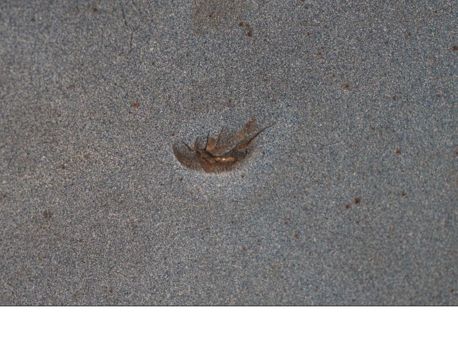 Extrabild6 på Magkåpa från en Suzuki GSX-R 1100 -1986 motorcykel.