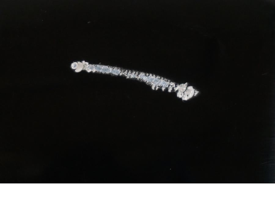 Vänster sida på Bensintank från en Triumph Tiger -2009 motorcykel.